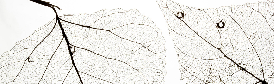 Lönetransparensdirektivet | Lönedagen